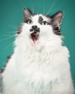 adopt don't shop - picture 2