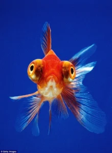 adopt don't shop - picture 4
