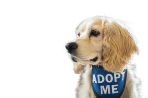 adopt don't shop - adoption process