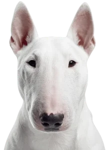 adopt don't shop - pic (7)