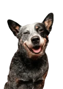adopt don't shop - pic (9)