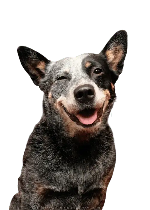 adopt don't shop - pic (9)