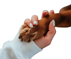 adopt don't shop - rehoming process