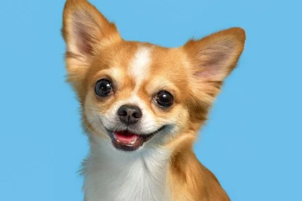 adopt don't shop - picture 6