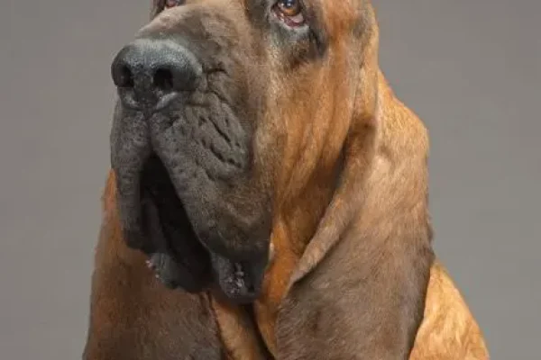 adopt don't shop - picture 7